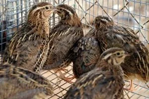 Клітка для перепелів як зробити економний варіант власними руками (клітини перепелів в домашніх умовах) Клітка для перепелів як зробити економний варіант власними руками