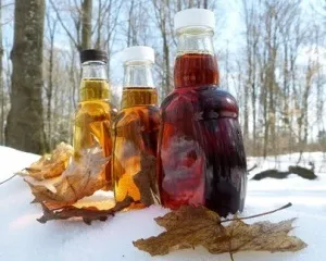 Кленовий сік користь і шкода, властивості, збір і зберігання (користь) Кленовий сік користь і шкода, властивості, збір і зберігання