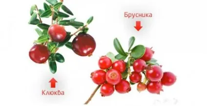 Журавлина для нирок при пієлонефриті, лікуванні сечокам'яної хвороби (пієлонефриті) Журавлина для нирок при пієлонефриті, лікуванні сечокам'яної хвороби