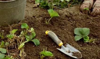 Полуниця ремонтантна - вирощування і догляд відео (догляд) Полуниця ремонтантна - вирощування і догляд відео