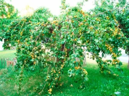 Коли і як правильно пересаджувати абрикос (пересаджувати) Коли і як правильно пересаджувати абрикос