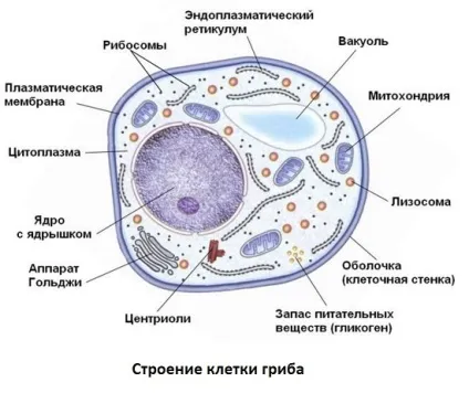 клітка гриба