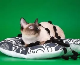Корм для кішок роял Канін (royal canin) відгуки, аналіз складу (royal) Корм для кішок роял Канін (royal canin) відгуки, аналіз складу