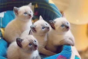 Годування сіамських кошенят, кішки, коти і кошенята - мишок немає! (Кішки) Годування сіамських кошенят, кішки, коти і кошенята - мишок немає!