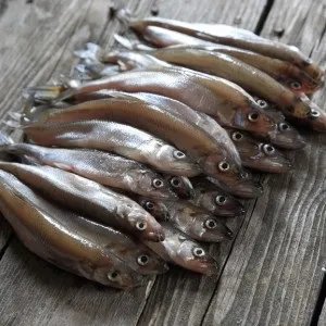 Корюшка корисні властивості і калорійність, food and health (властивості) Корюшка корисні властивості і калорійність, food and health