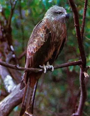 Коршун, шуліка рудий, птах шуліка, тварини (птиці) Коршун, шуліка рудий, птах шуліка, тварини