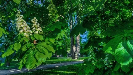 Кінський каштан - вирощування, розмноження, посадка і догляд