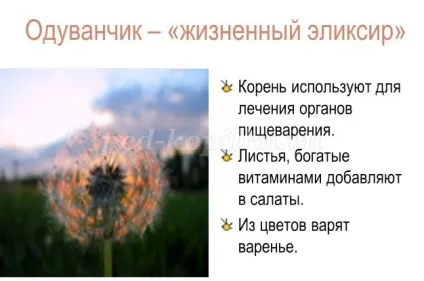 Конспект корекційно-розвиваючого факультативного заняття в 6 класі «кульбаба - сонячна квітка»