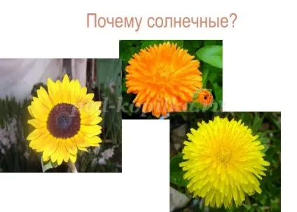 Конспект корекційно-розвиваючого факультативного заняття в 6 класі «кульбаба - сонячна квітка»