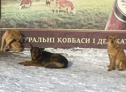 Кому потрібна «собаче весілля»