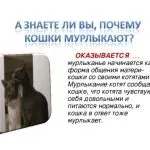 Кішка нявкає без причини і не знаходить собі місця і піднімає задню частину весь час, що робити і (собі) Кішка нявкає без причини і не знаходить собі місця і піднімає задню частину весь час, що робити і