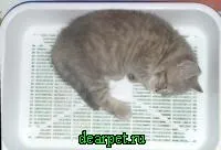 Котячий лоток, фото, пластиковий лоток, пристрій, принцип дії, вибір котячого лотка з (принцип) Котячий лоток, фото, пластиковий лоток, пристрій, принцип дії, вибір котячого лотка з