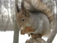 Костюм білки - фото ідеї (білки костюм білки) Костюм білки - фото ідеї
