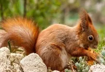 Костюм білки - фото ідеї (костюм) Костюм білки - фото ідеї
