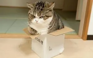 Кот в коробці або чому коти так люблять коробки огляди смартфонів, ігри на андроїд і на пк (цього) Кот в коробці або чому коти так люблять коробки огляди смартфонів, ігри на андроїд і на пк