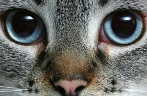 Косоокість у кішок, orientville