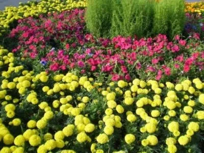 Гарні клумби з чорнобривців з якими квітами поєднуються (красиві) Гарні клумби з чорнобривців з якими квітами поєднуються