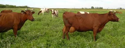 Червона степова корова опис породи, характеристики