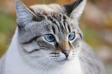 Косоокість у кішок, кішки, коти і кошенята - мишок немає! (Коти) Косоокість у кішок, кішки, коти і кошенята - мишок немає!