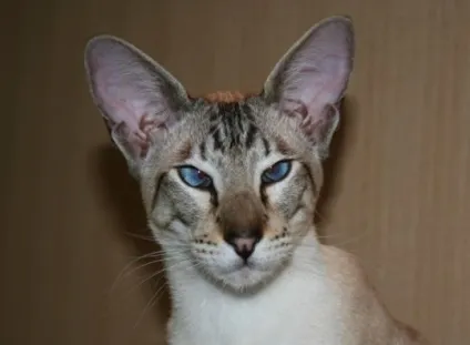 Косоокість у кішок, orientville