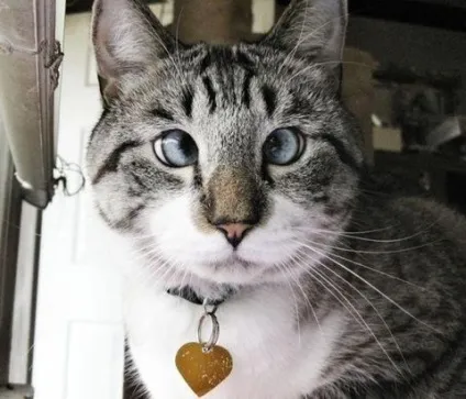 Косоокість у кішок, кішки, коти і кошенята - мишок немає! (Кішок) Косоокість у кішок, кішки, коти і кошенята - мишок немає!