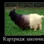 Хто-небудь робив маски для волосся з алое поділіться досвідом! (Нанести коріння волосся) Хто-небудь робив маски для волосся з алое поділіться досвідом!