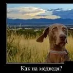 Хто-небудь робив маски для волосся з алое поділіться досвідом! (Алое) Хто-небудь робив маски для волосся з алое поділіться досвідом!