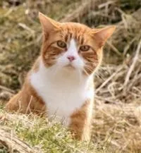 Хто частіше мітить територію кішки або коти все про котів і кішок з любов'ю (кіт мітить територію що робити) Хто частіше мітить територію кішки або коти все про котів і кішок з любов'ю