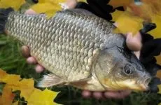 Гачки на карася вибираємо найміцніші і зацепистость (карася) Гачки на карася вибираємо найміцніші і зацепистость
