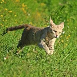 Хто частіше мітить територію кішки або коти все про котів і кішок з любов'ю (кіт мітить територію що робити) Хто частіше мітить територію кішки або коти все про котів і кішок з любов'ю