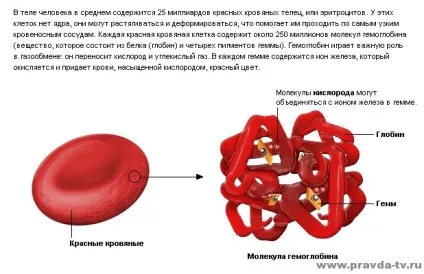 Кров - зосередження життєвої сили! (Життєвої) Кров - зосередження життєвої сили!