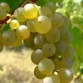 Кукурудза - вирощування і догляд (кукурудза) Кукурудза - вирощування і догляд