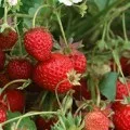Кукурудза - вирощування і догляд (вирощування) Кукурудза - вирощування і догляд