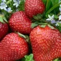 Кукурудза - вирощування і догляд (догляд) Кукурудза - вирощування і догляд