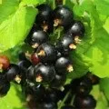 Кукурудза - вирощування і догляд (догляд) Кукурудза - вирощування і догляд