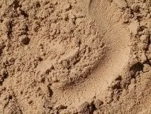 Курячий послід як добриво для полуниці навесні, восени (навесні) Курячий послід як добриво для полуниці навесні, восени