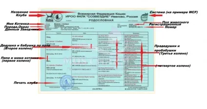 Купити кошеня в москві