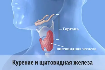 Куріння і щитовидна залоза (щитовидна) Куріння і щитовидна залоза