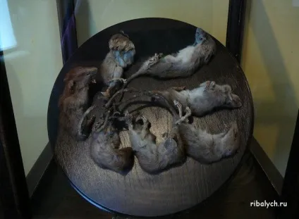Хто такий щурячий король (король) Хто такий щурячий король