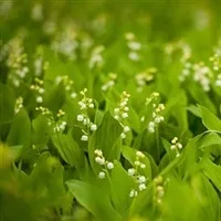 Конвалія застосування, користь, обережності (застосування) Конвалія застосування, користь, обережності