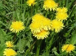 Лікування артрозу суглобів народними засобами