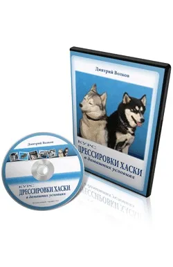 Курс дресирування хаскі в домашніх умовах (догляд) Курс дресирування хаскі в домашніх умовах