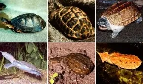 Чи кусаються черепахи красноухие, водні та сухопутні (сухопутні) Чи кусаються черепахи красноухие, водні та сухопутні