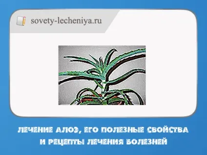 Лікування алое, його корисні властивості і рецепти лікування хвороб