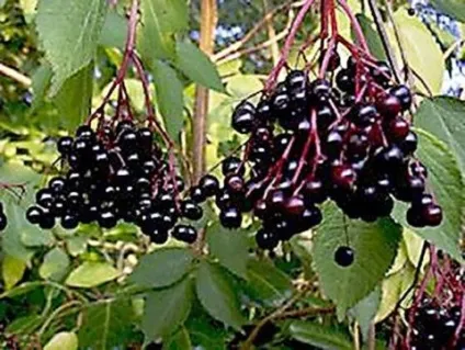 Лікування ангіни народними засобами у дітей (лікування) Лікування ангіни народними засобами у дітей