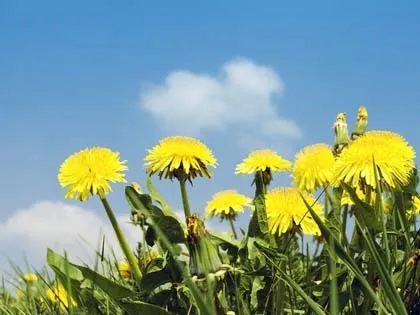 Лікарські властивості кульбаби (лікарські) Лікарські властивості кульбаби