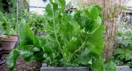 Листя хрону корисні і лікувальні властивості застосування лікування (листя) Листя хрону корисні і лікувальні властивості застосування лікування