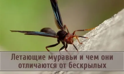 Літаючі мурахи і чим вони відрізняються від безкрилих побратимів (відрізняються) Літаючі мурахи і чим вони відрізняються від безкрилих побратимів
