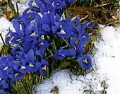 Цибулинні і бульбові квіти