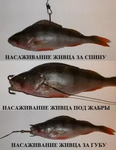 Ловля на живця - як насадити на гачок і на яку снасть ловити хижу рибу, відео (яку) Ловля на живця - як насадити на гачок і на яку снасть ловити хижу рибу, відео